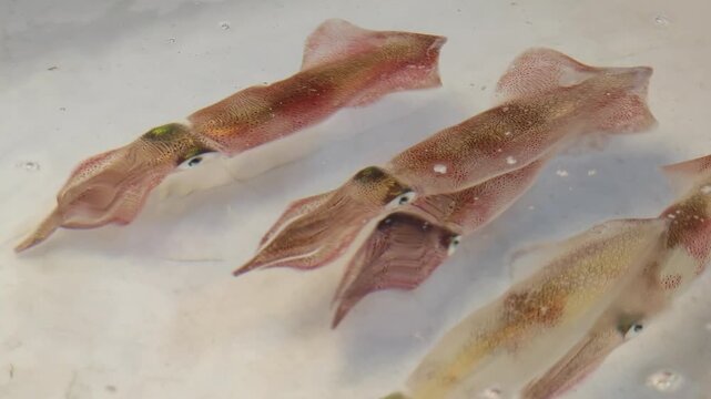 Floating squid in water swimming