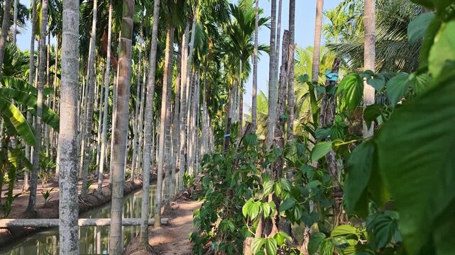 Betel palm garden with rows of betel palm trees.