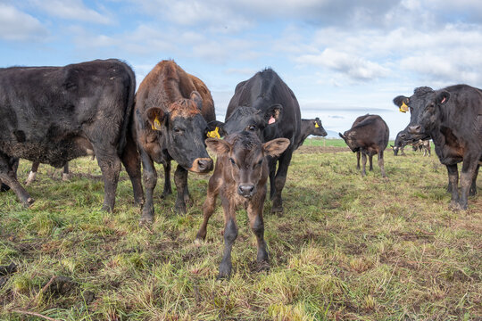 Runaway calf