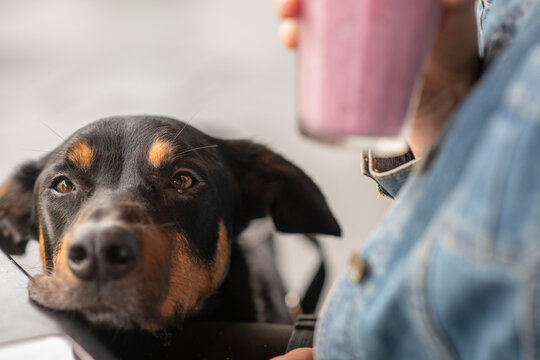Dog Looking Up at Person with Smoothie