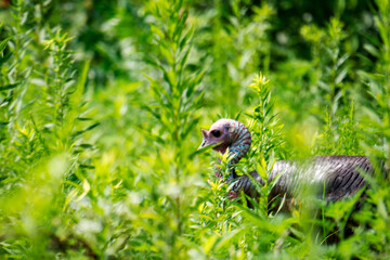 Obraz premium Wild turkey peeking through tall green summer grass in Western Kentucky. Wildlife portrait in the Land Between the Lakes region during July.