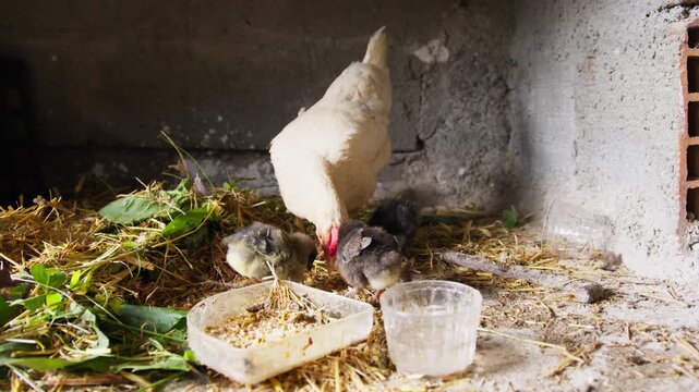 Raising hens and chicks in a healthy and natural environment in Sicily