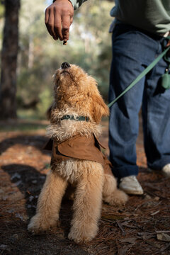 Golden Pup in a Brown Jacket, Ready for a Reward