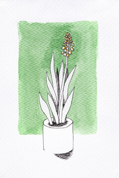 Snake plant botanical illustration