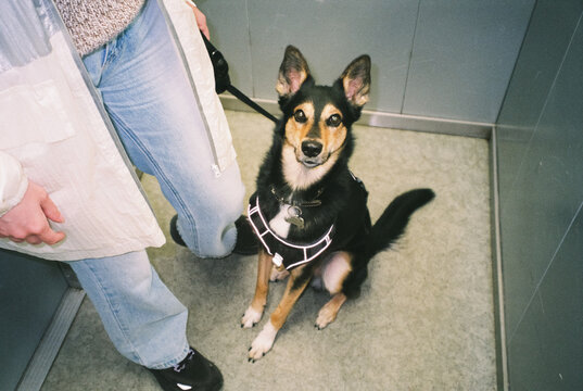 Cute dog in elevator 