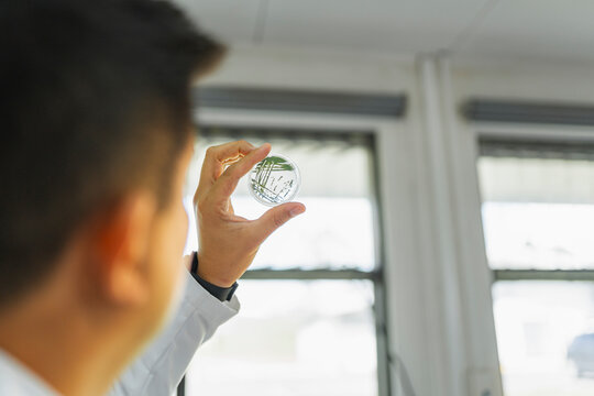 Petri dish examination