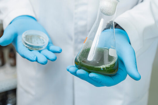 Green culture in flask and Petri dish
