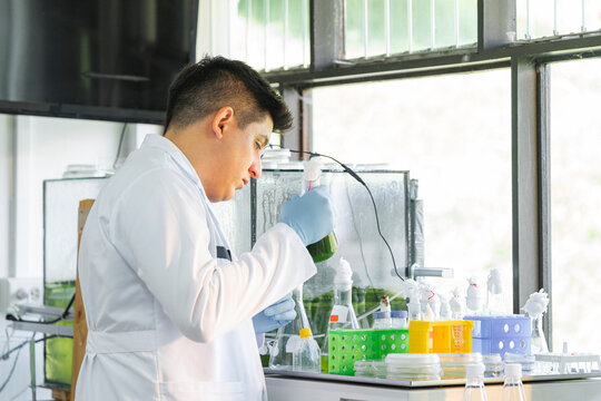 Lab work with algae culture