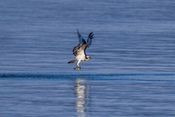Fototapeta premium 湖で魚を捕らえたミサゴの決定的瞬間。水面から飛び立つダイナミックな野生動物の狩り。
