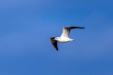 Obraz premium 青空を悠々と飛ぶユリカモメの飛翔シーン、コピースペースのあるミニマルな背景