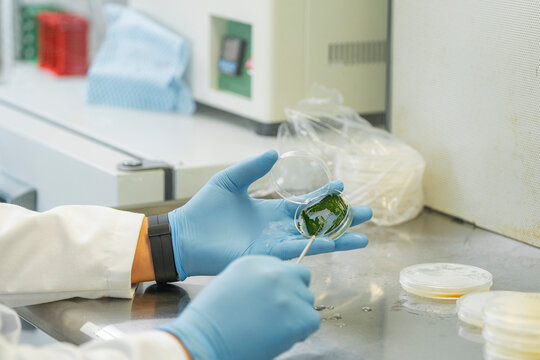 Petri dish sample extraction