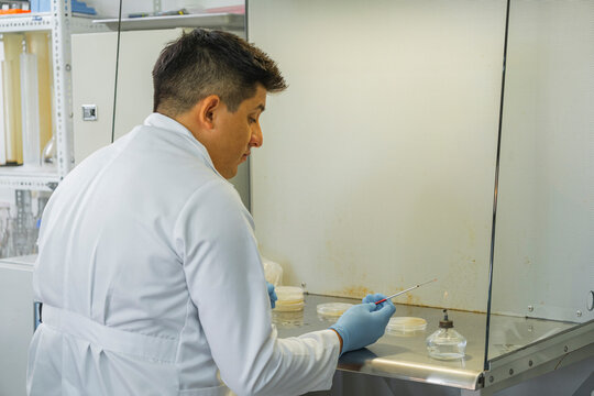Working in laminar flow cabinet