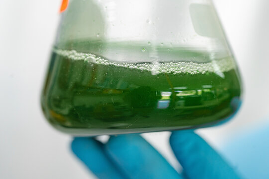 Bubbling green liquid in flask