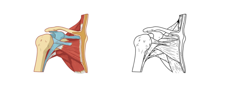 Anatomical diagrams of human shoulder joint comparing colored and line art styles showing humerus bone muscles and ligaments on white background for medical and educational use