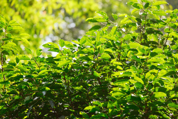 Obraz premium Close up of green foliage with blurry background