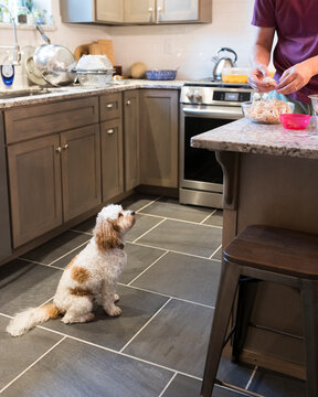 waiting patiently for scraps