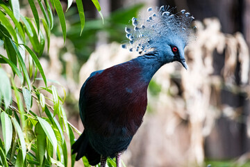 The Victoria Crowned Pigeon (Goura victoria).
