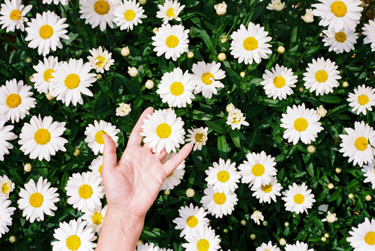 Hand Reaches toward Daisies in a garden
