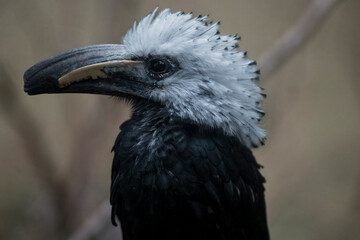 The White-Crowned Hornbill (Berenicornis comatus).