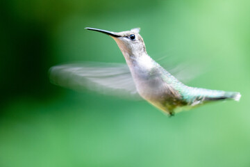 A female Ruby-throated Hummingbird (Archilochus colubris) hovering in flight against a soft green background in Kentucky during July.