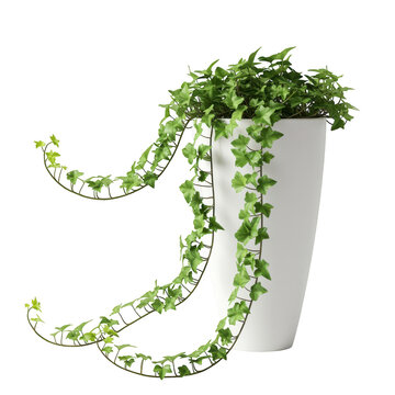 Elegant potted ivy plant with lush green vines cascading down a modern white container isolated on white background
