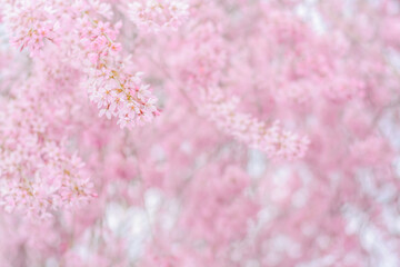 Blurred background with spring pink flowers