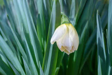 Spring white flower on a green background,