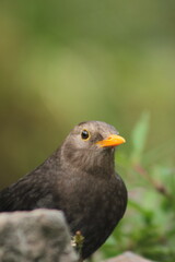 Fototapeta premium Close up photo of Lawu Starling, Turdus poliocephalus. Jalak Lawu is endemic bird of Lawu mountain, Indonesia