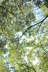 Fototapeta premium photo of tree canopy, low angle view