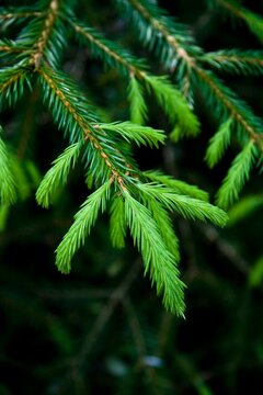 Fluffy coniferous branch of spruce