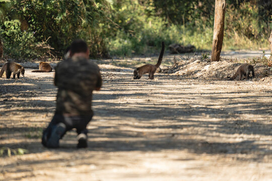 Photographing coatis in the forest