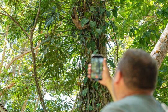 Tourist photographing sloth in jungle