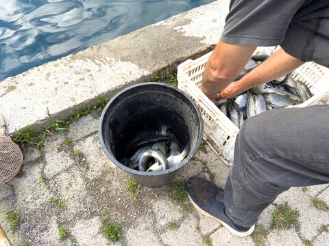 The man who sorts freshly caught fish
