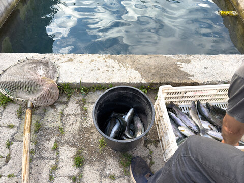 The man who sorts freshly caught fish