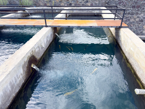 Trout production facility