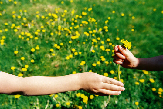 Children share dandelion flower