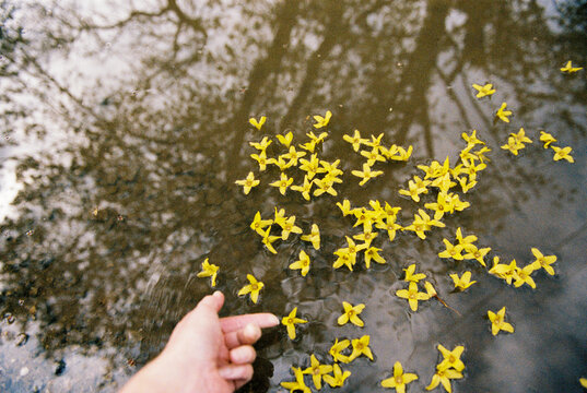 Child touches yellow flowers in puddle
