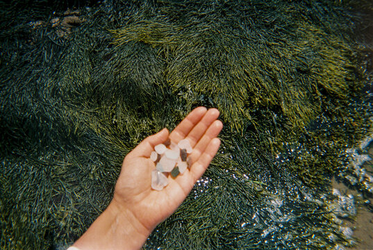 Hand Holding Sea Glass Above Seaweed