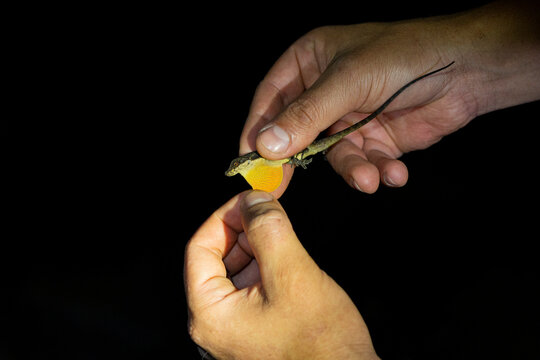 Anolis oxylophus displaying dewlap