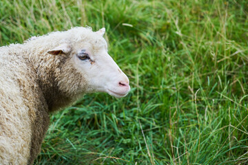 Naklejka premium A sheep grazes on a green meadow.