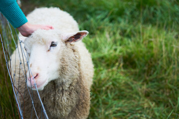 Obraz premium A hand strokes a sheep in a green meadow.