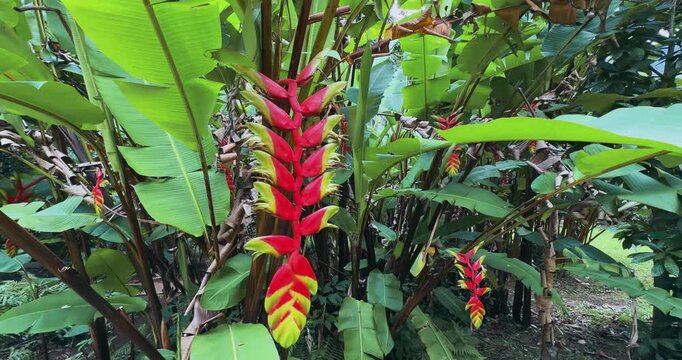 Tropical heliconia flower amidst lush green foliage in serene national park garden on Hawaii island