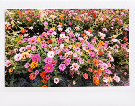 Zinnia flower field from above on Instax Wide