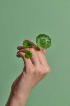 A graceful hand presents delicate green leaves on green background
