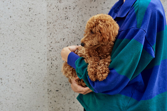 Person holds a small brown poodle 