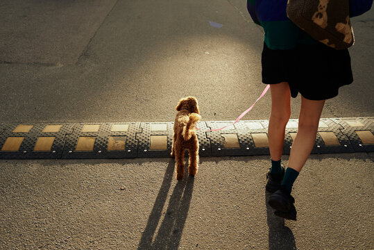 Person walking with a dog during golden hour
