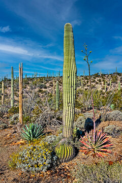 Sonoran desert cactus, Saguaro, fishhook barrel cactus, Palmer&rsquo;s century plant, Brittlebush
