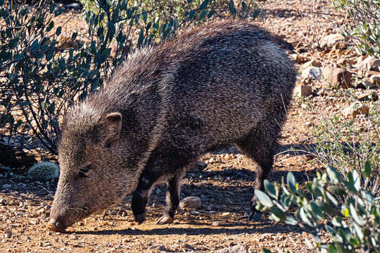 Javalina sniffing the ground in the Sonoran Desert desert