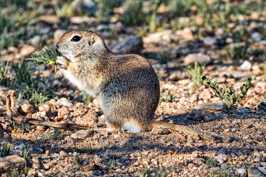 Round-tailed ground squirrel munching on a small plant