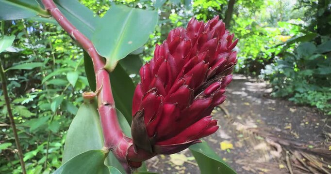Red tropical flower Costus speciosus cheilocostus or Crepe Ginger amidst lush forest vegetation in Hawaii island